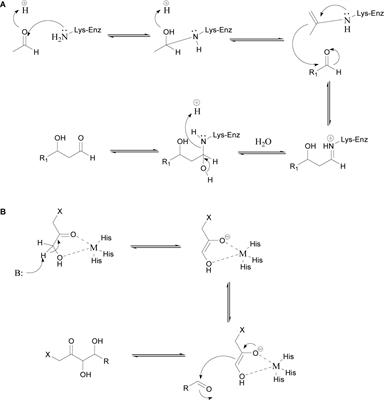 Progress in Stereoselective Construction of C–C Bonds Enabled by Aldolases and Hydroxynitrile Lyases